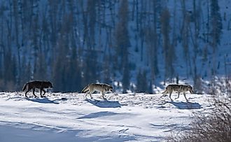 Three Druid wolves trot snowy Lamar Valley Yellowstone National Park