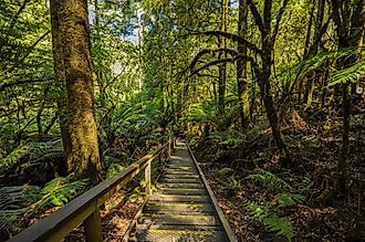 Great Otway National Park.