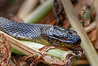 Water snake in wetlands.