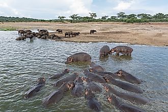 Wildlife in Lake Edward.