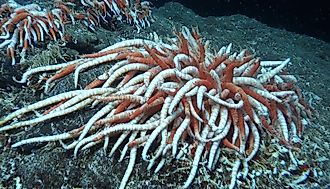 Giant Tube Worms