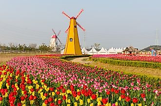 Tulips and windmills in the charming town of Holland, Michigan.