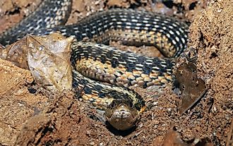 Common garter snake resting in an "S" shaped coil inside a large log.