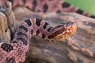 Venomous Pigmy Rattlesnake (Sistrurus miliarius)