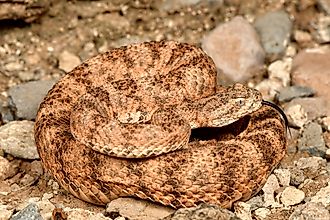A tiger rattlesnake (Crotalus tigris)