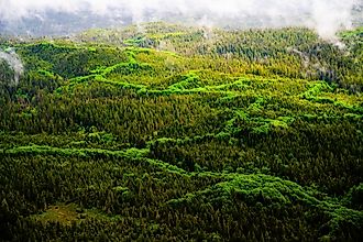 Tongass National Forest from above while touring the Misty Fjords National Monument.