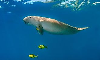A dugong (Dugong dugon)