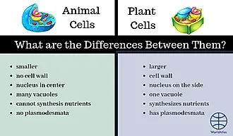 A diagram showing the differences between plant and animal cells. 