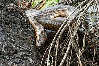 Dark-Spotted Anaconda (Eunectes deschauenseei)