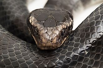 The yellow-lipped sea krait (Laticauda colubrina).
