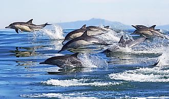A pod of long-beaked common dolphins leaps out of the water in Monterey Bay, California.