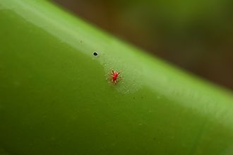 Chigger in macro
