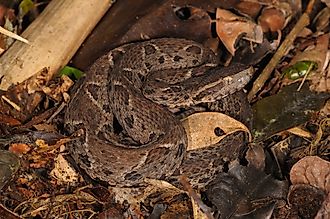 A jararacussu (Bothrops jararacussu)