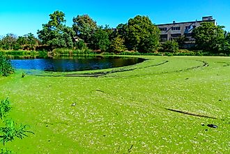 Lake covered with algae.