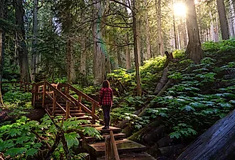 Wooden Pathway in the Rain Forest during a vibrant sunny day. Taken on Giant Cedars Boardwalk Trail in Mt Revelstoke National Park, British Columbia, Canada.