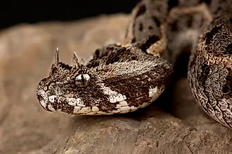 Kenya horned viper (Bitis worthingtoni)