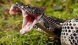 View of timber rattlesnake with mouth open.