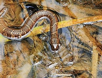 The Northern water snake in a body of water.
