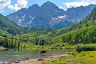A young moose, with only one antler, walking and feeding in Maroon Lake at base of Maroon Bells. 