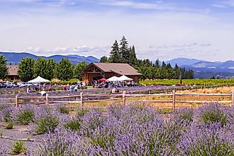 Lavender farms in Hood River, Oregon. Image credit: Victoria Ditkovsky / Shutterstock.com.