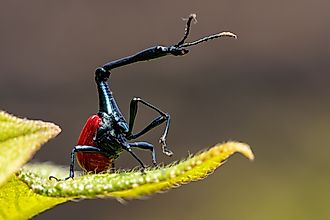 A male giraffe weevil in Madagascar's Ranomafana National Park. Artush / Shutterstock.com