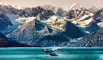 A whale breaches in an Alaskan bay.