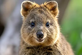 A close-up shot of a quokka, showcasing its adorable face and seemingly perpetual smile.
