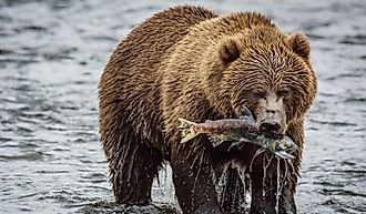 Kodiak Brown bear on Kodiak Island, Alaska, in the summer. Image credit: Jake Lange/Shutterstock