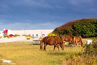 A herd of wild ponies grazing in a campsite at Assateague Island National Seashore, Maryland.