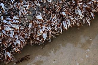 A piece of log along water, covered by zebra mussels. Image credit: Yaman Mutart/Shutterstock.com