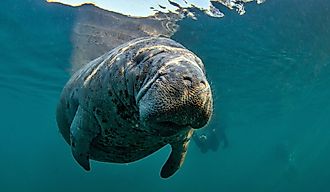 The West Indian manatee.