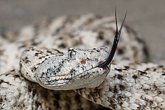A speckled rattlesnake (Crotalus pyrrhus)