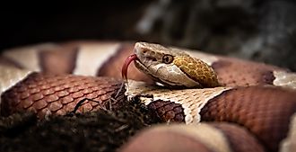 Close-up of an Eastern Copperhead (Agkistrodon contortrix).
