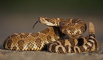 A Western rattlesnake
