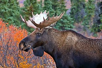 Alaska moose (Alces alces gigas), Denali National Park, Alaska.