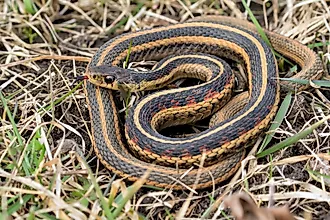 Common garter snake