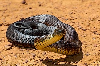 An Australian tiger snake.