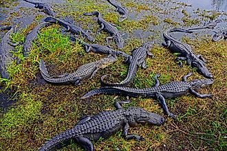 Alligators in Everglades National Park.