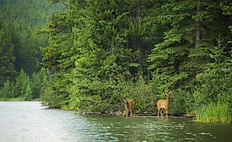 Two elk calves emerge from the forest and drink from a forest lake in Banff National Park, Alberta. Image credit: Chase Dekker/Shutterstock.com