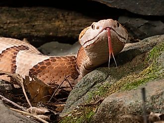 A copperhead snake flicking its forked tongue.