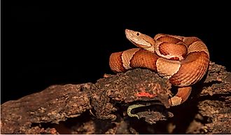 Copperhead, snake- agkistrodon contortrix.