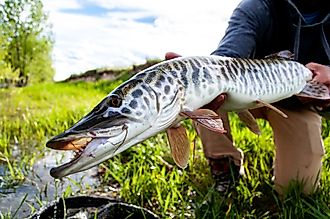 Tiger muskie caught and released