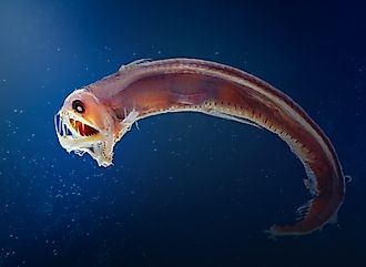 Sloane viperfish (Chauliodus sloani)