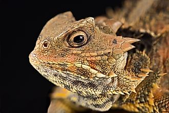Mexican Plateau Horned Lizard