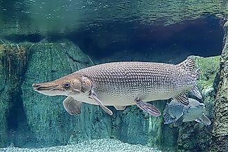 An alligator gar (Atractosteus spatula)