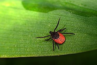 Blacklegged tick (Ixodes scapularis) on the leaf.