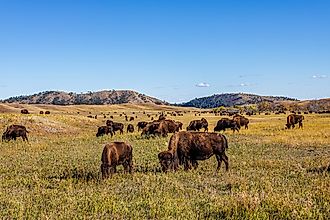 American Bison at Custer State Park.