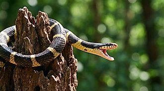 Banded krait coiled around a tree stump with its mouth open in a defensive posture, surrounded by green foliage.