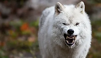 Arctic wolf displaying aggressive behavior and large teeth.