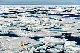 Polar bear walking between ice floats on a large ice pack in the Arctic Circle.